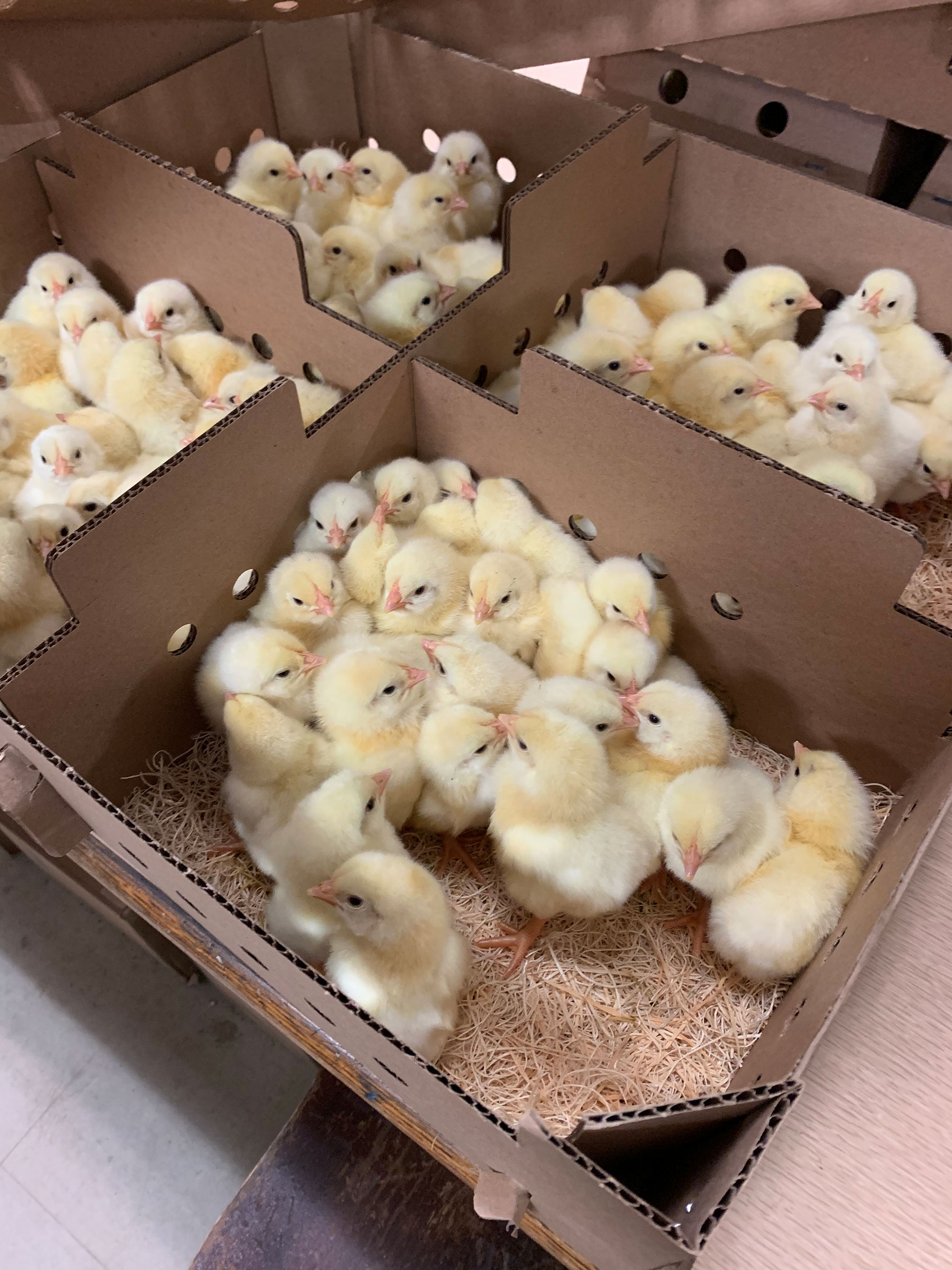 Chick Days are Here
